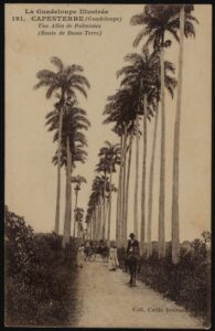 [FOCUS SUR] L'allée Dumanoir, un patrimoine historique et naturel datant du XVII e siècle.                                                                                                                        