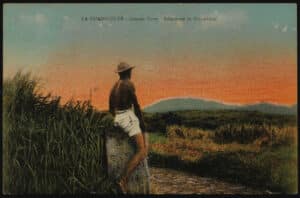 [FOCUS SUR] Le travailleur solitaire devant la beauté de la campagne guadeloupéenne.
