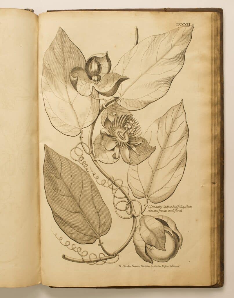 Gravure tirée de « Description des plantes de l'Amérique avec leurs figures », Charles R.P Plumier, Imprimerie Royale, 1693. Arch. dép. Guadleoupe. RES art. 35
