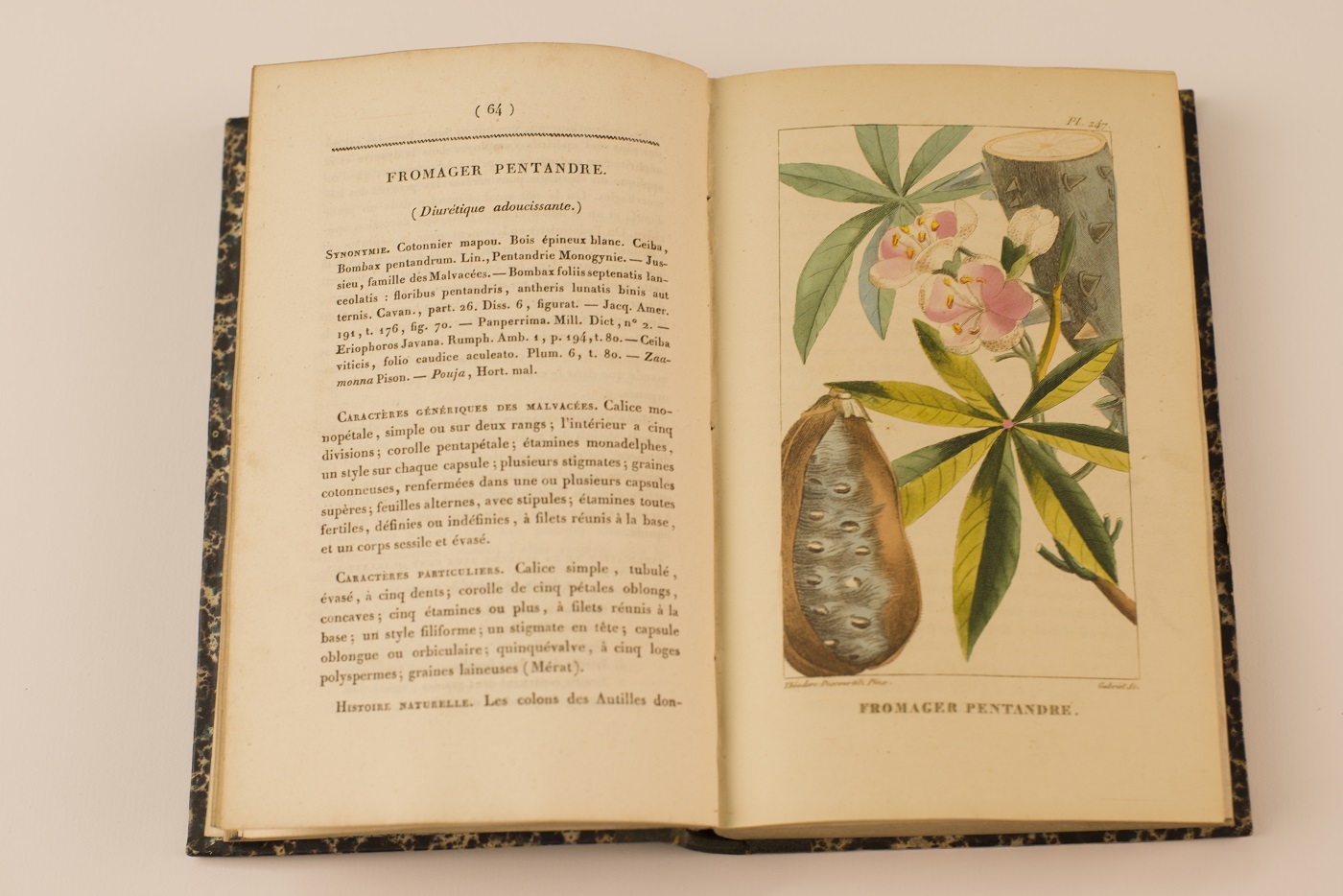 plantes médicinales